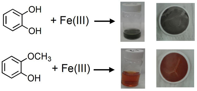 reactions of Fe(III) with catachol and guaiacol